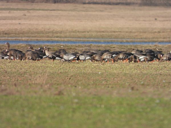 bernikla białolica  - Adrian Dudkiewicz