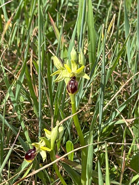 Ophrys arachnitiformis  - Jerome Brunet