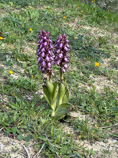 Barlia robertiana  - Antonio Mazzone