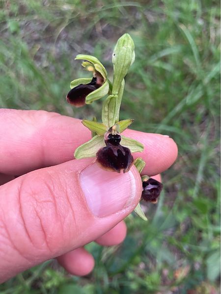 Ophrys passionis  - Florent de Gasperis