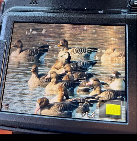 Weisswangengans  - Marcin Kownacki