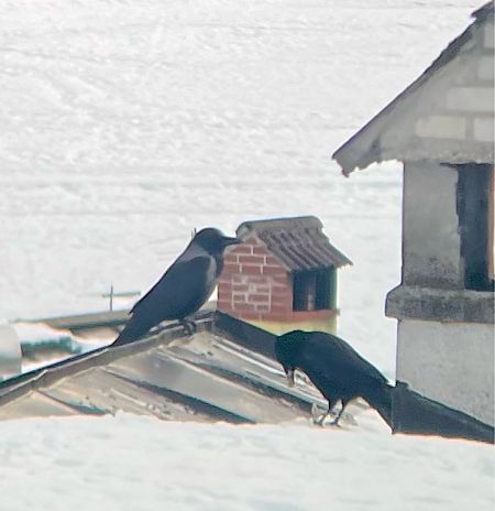 Ibrido Cornacchia nera x grigia  - Krzysztof Lis