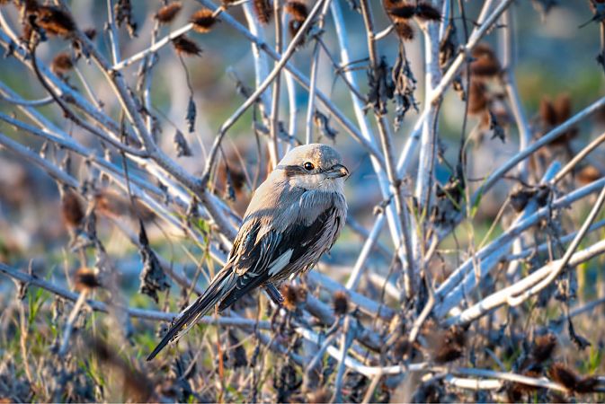 Averla maggiore beccopallido  - Gabriel Nicolosi