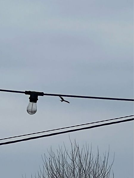 kania ruda  - Marek Bebłot