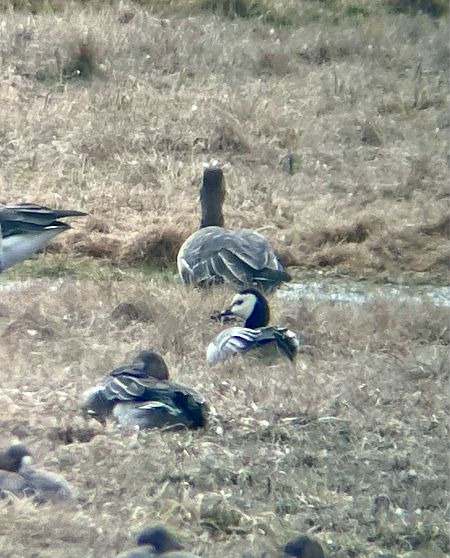 bernikla białolica  - Krzysztof Lis