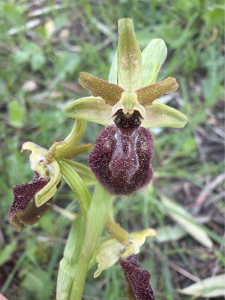 Ophrys arachnitiformis  - David Vilasís Boix