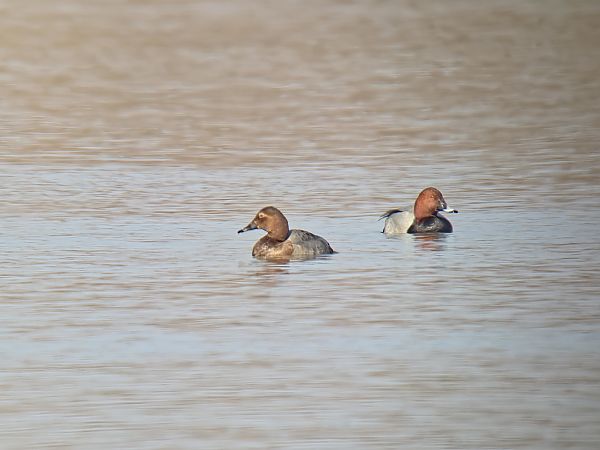 głowienka  - Sebastian Watras
