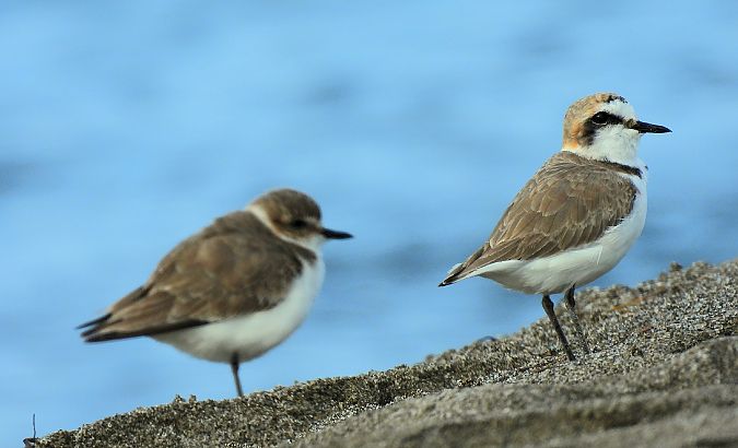 Fratino  - Matteo Faggi