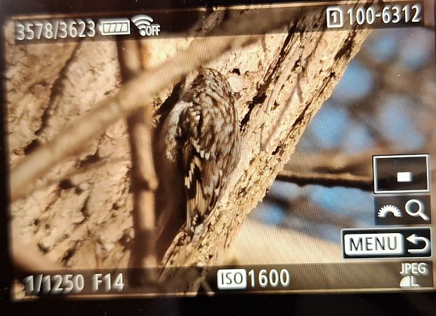 pełzacz ogrodowy  - Tomasz Doroń