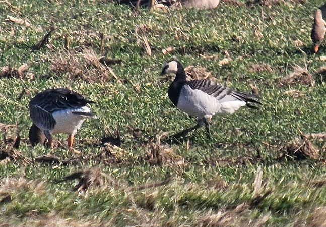 Weisswangengans  - Anna Kaniewska-Skoczylas