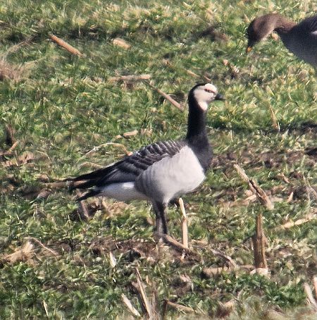 bernikla białolica  - Anna Kaniewska-Skoczylas