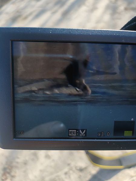 Mittelsäger  - Roman Kempa