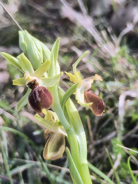 Ophrys sphegodes  - Pimprenelle Ducati