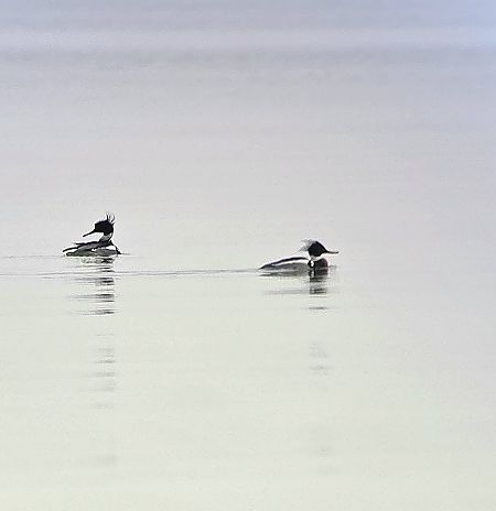 Mittelsäger  - Krzysztof Wawrzyniak