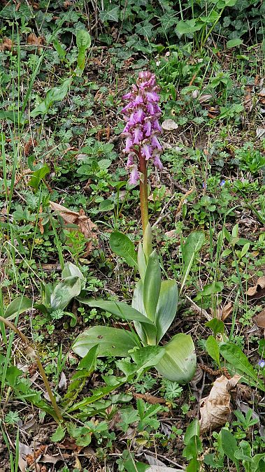 Himantoglossum robertianum  - Michel Gaydier