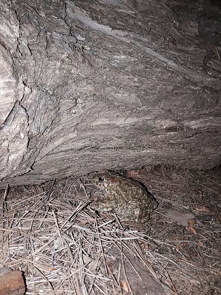 Gripau corredor  - Coline Noyau