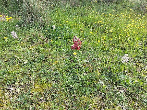 Serapias neglecta  - Hugo Santacreu