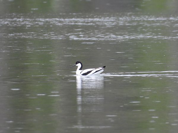 Avocetta  - Andrea Sorrentino