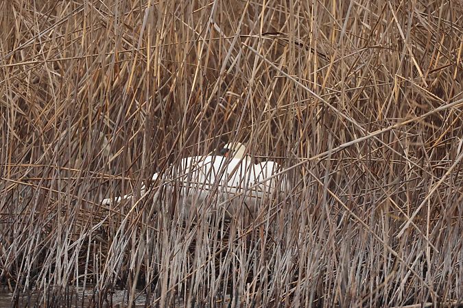 Cigno reale  - Adelfina Aldrovandi