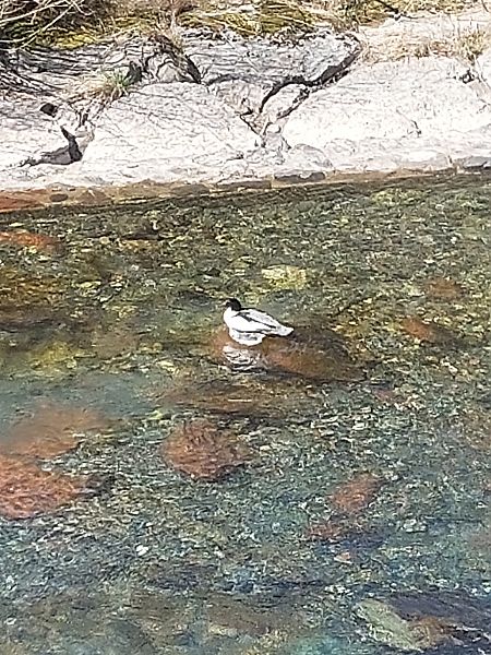 Smergo maggiore  - Giulio Polo (FVG)