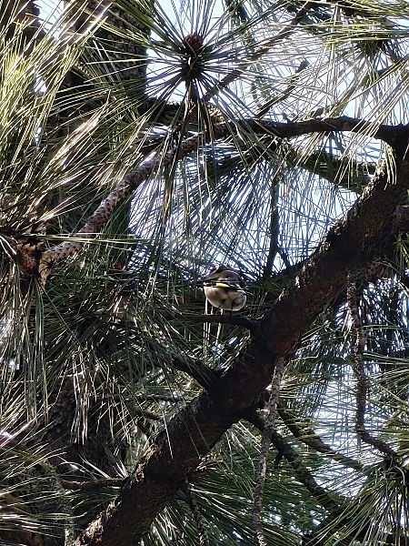 Kardantxiloa  - Vanesa López Vázquez