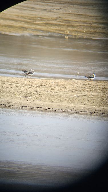 czajka  - Anna Kamilewicz-Wicik