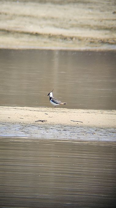 czajka  - Anna Kamilewicz-Wicik