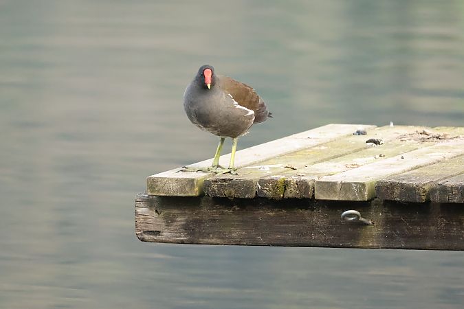 Gallinella d'acqua  - Adelfina Aldrovandi