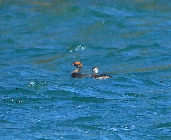 Svasso cornuto  - Matteo Faggi