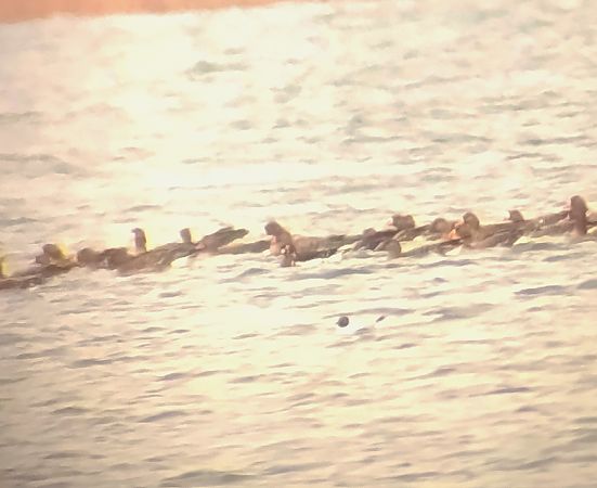 bernikla rdzawoszyja  - Wiktor Kroker