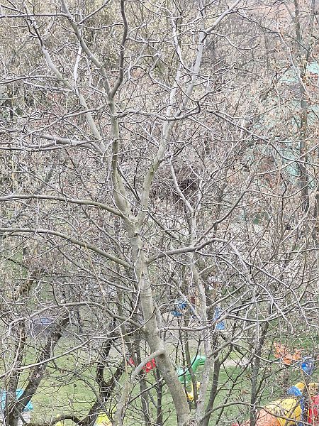 uszatka  - Tomasz Zarzycki