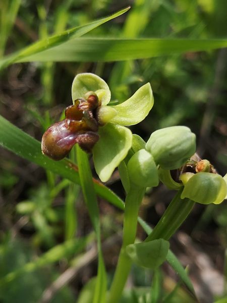 Ophrys bombyliflora  - Richard Fay