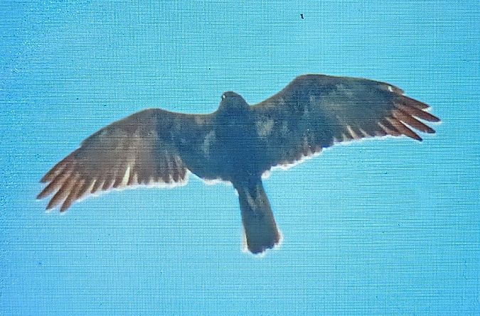 Arpella vulgar  - Ferran Pujol