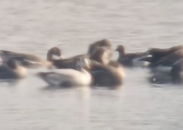 gęś tybetańska  - Michał Polakowski