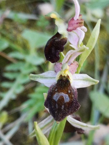 Ophrys morisii  - Richard Fay