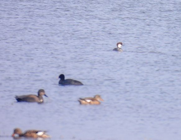 bielaczek  - Natalia Gorczowska