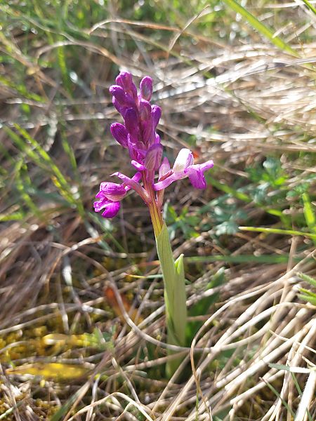 Anacamptis morio  - Bernard Sonnerat