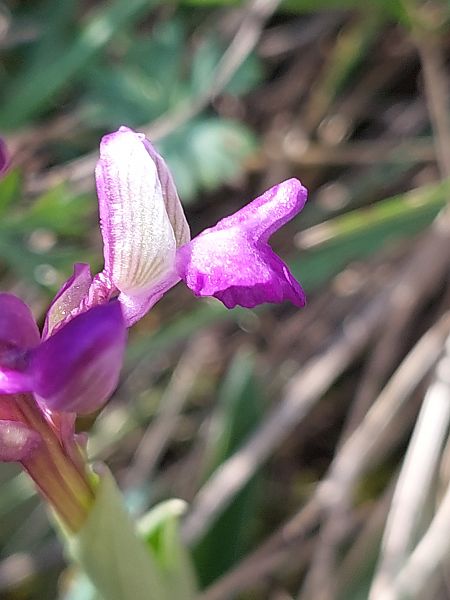 Anacamptis morio  - Bernard Sonnerat