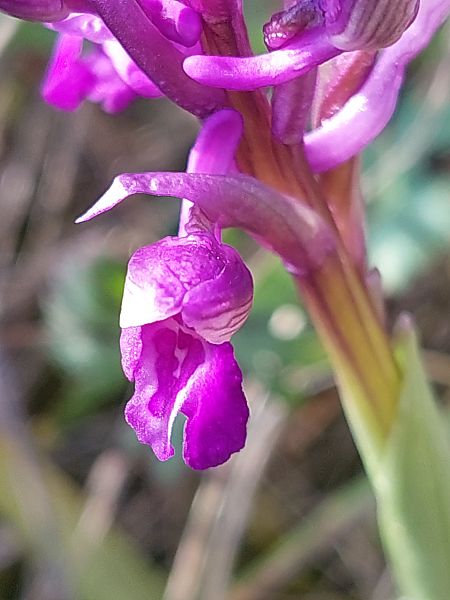 Anacamptis morio  - Bernard Sonnerat