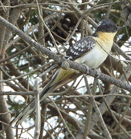 Cuculo dal ciuffo  - Matteo Faggi