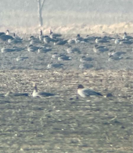 gęś krótkodzioba  - Krzysztof Lis