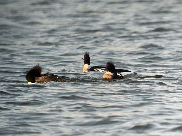 szlachar  - Artur Andrzejewski