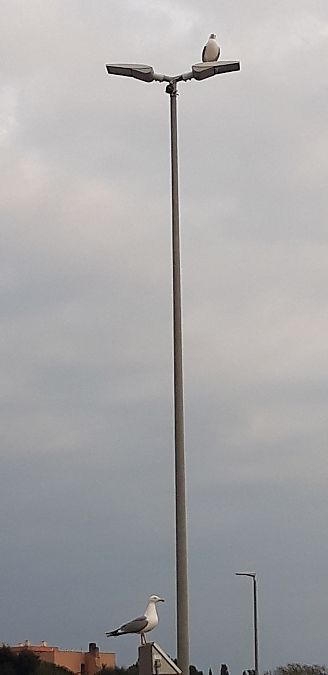 Gabbiano reale  - Michele Cento