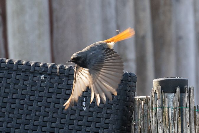Rougequeue noir  - Viehböck Helga