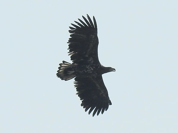 bielik  - Ewa Nalepa