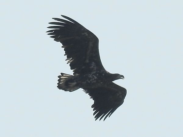 bielik  - Ewa Nalepa