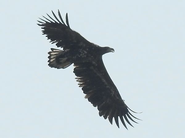 bielik  - Ewa Nalepa