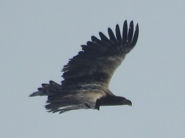 bielik  - Ewa Nalepa