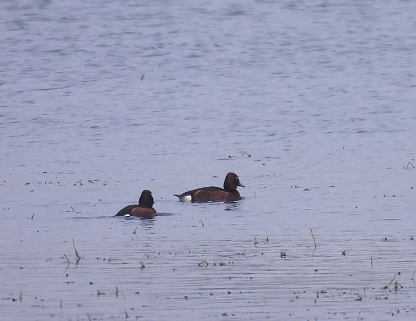 podgorzałka  - Natalia Gorczowska