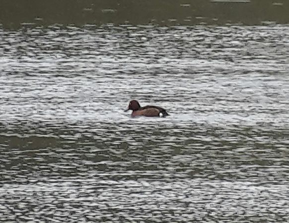 Fuligule nyroca  - Manfred Jochum